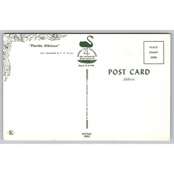 Postcard Florida Hibiscus Flowers Floral c1950s Yellow Red Vintage FL - Picture 2 of 2